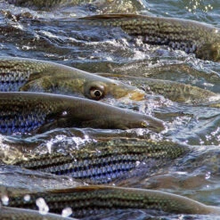 Cortland Striped Bass Blitz Fly Line -ReelMasters Store StriperWeb 1100x ba2ee421 5c36 49f5 8d34 ab24dd448b18